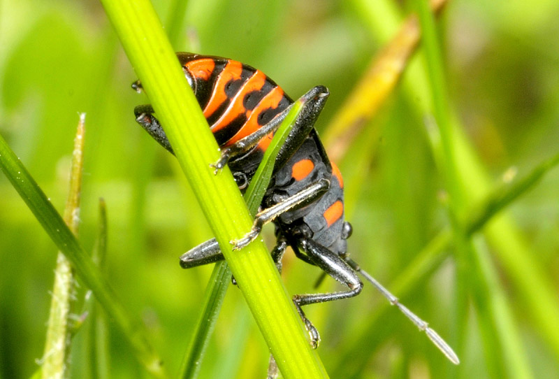 Rhopalidae?  No, Lygaeidae: Spilostethus saxatilis